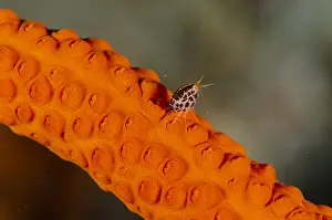 050618: Ladybug Amphipod - on coral - Jemeluk Bay Wall
