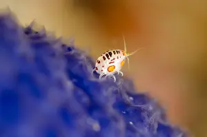 Cyproideidae: Ladybug Amphipod (Cyproideidae sp.) adult, on blue