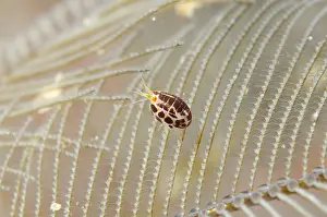 050618: Ladybug Amphipod - on hydroid - Jemeluk Bay Wall