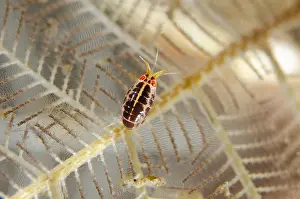 050618: Ladybug Amphipod - on hydroid - Jemeluk Bay Wall