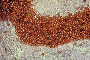 Hippodamia: Ladybug - Congregating on a rock