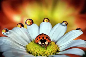 Antennata: Ladybug on a daisy, Parma, Italy