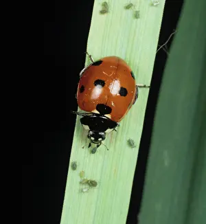 Punctata: Ladybug feeding on aphids