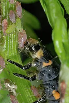 Punctata: Ladybug Larva eating Aphids
