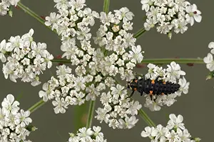 Punctata: Ladybug Larva on Fool's Parsley
