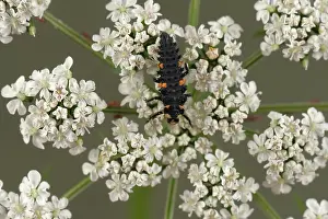 Punctata: Ladybug Larva on Fool's Parsley