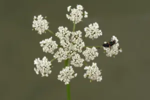 Punctata: Ladybug Larva on Fool's Parsley
