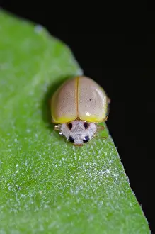 Coccinellidae: Ladybug - on leaf - Klungkung, Bali, Indonesia