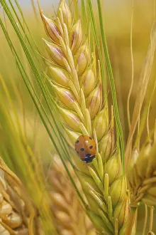 Wheat: A ladybug resting on ripe wheat in a serene field setting