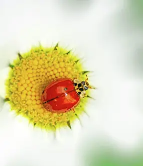Daisy: Ladybug on a white daisy flower blossom