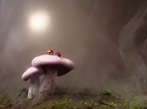 Ladybirds: Ladybugs of the genus Adalia on Clitocybe nuda fungi