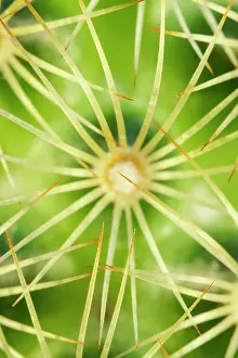 250720: Ladyfinger cactus