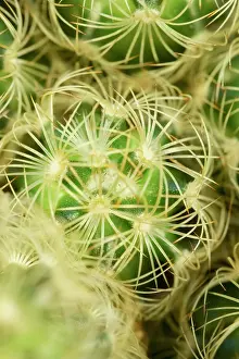 250720: Ladyfinger cactus