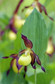 Cypripedium: LadyIs - slipper Orchid - flowering wild plant