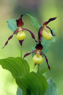Slipper: LadyIs - slipper Orchid - flowering wild plant