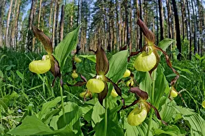 Clusters: LadyIs - slipper Orchid - flowering wild - plants