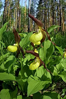 Clusters: LadyIs - slipper Orchid - flowering wild - plants