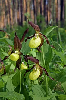 Clusters: LadyIs - slipper Orchid - flowering wild - plants