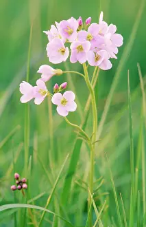 Smock: LADYIS SMOCK / CUCKOO FLOWER