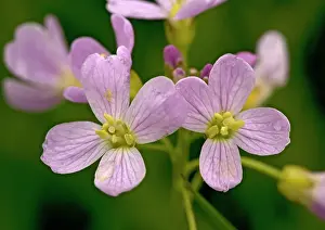 Smock: LADYIS SMOCK / CUCKOO FLOWER