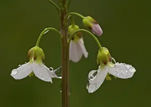 Smock: LADYIS SMOCK / CUCKOO FLOWER. Spring flower