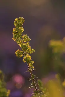 Kalmar: Lady's Bedstraw