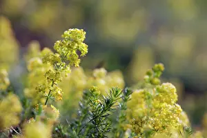 Verum: Lady's Bedstraw in flower