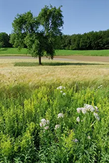 Strip: Lady's Bedstraw Yellow Bedstraw Wildflower strip Fallow land