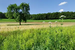 Strip: Lady's Bedstraw Yellow Bedstraw Wildflower strip Fallow land