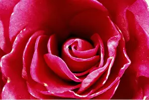 Ailsa Hopkin: LADY'S BONNET - close-up of flower