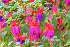 Fuchsia: Lady's Eardrops, Fuchsia Jules Daloge, flowers
