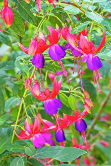 Fuchsia: Lady's Eardrops, Fuchsia Jules Daloge, flowers