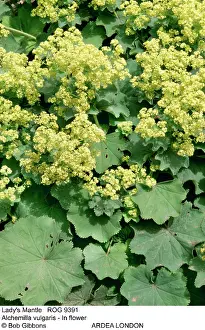 Mantle: Lady's Mantle