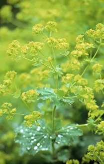 Mantle: Lady's Mantle
