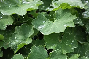 Mantle: Lady's mantle