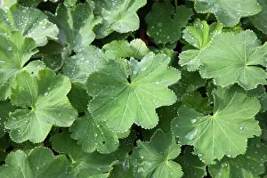 Mantle: Lady's mantle