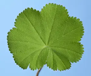 Mantle: Lady's Mantle - unfolded leaf