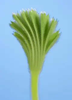 Mantle: Lady's Mantle - unfolding leaf