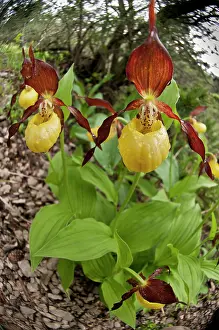 Slipper: Lady's Slipper Orchid