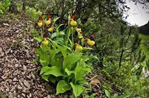 Slipper: Lady's Slipper Orchid