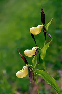Slipper: Lady's Slipper Orchid