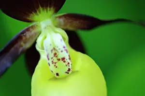Slipper: Lady's-slipper orchid