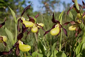 Slipper: Lady's Slipper Orchid