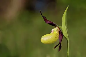 Slipper: Lady's Slipper Orchid