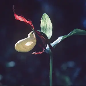 Slippers: LADY'S SLIPPER ORCHID