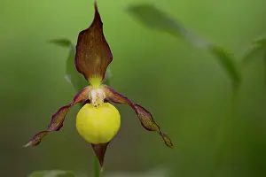 Slipper: Lady's-slipper orchid