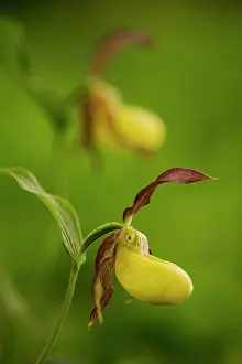 Slipper: Lady's-slipper orchid