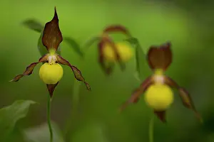 Slipper: Lady's-slipper orchid