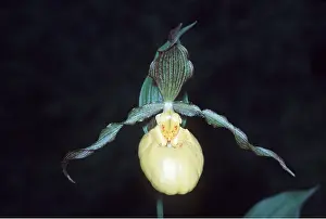 Slipper: LADY'S SLIPPER ORCHID - close-up of flower