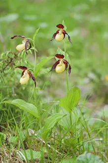 Blooming: The lady's slipper orchid (Cypripedium calceolus)